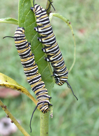 Monarch